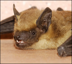 bat removal Texas