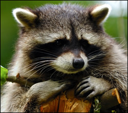 raccoon removal Texas