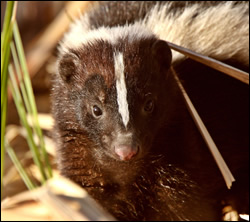 skunk removal Texas