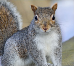 Squirrel Removal Texas